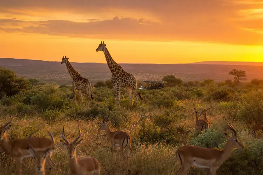 Wildlife viewing in a South African reserve at sunset